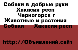 Собаки в добрые руки - Хакасия респ., Черногорск г. Животные и растения » Собаки   . Хакасия респ.